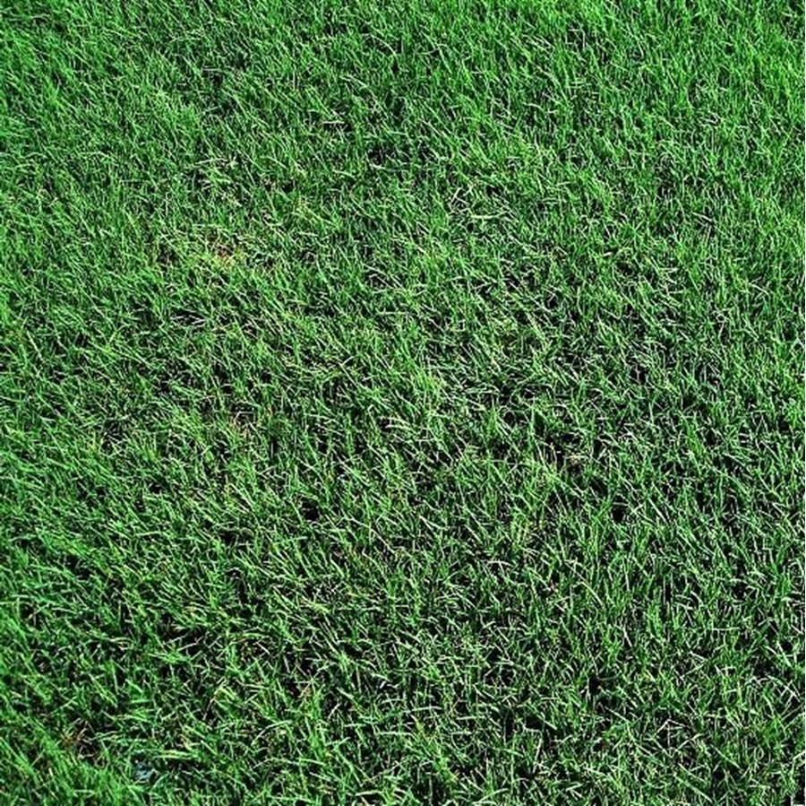 sod service mckinney